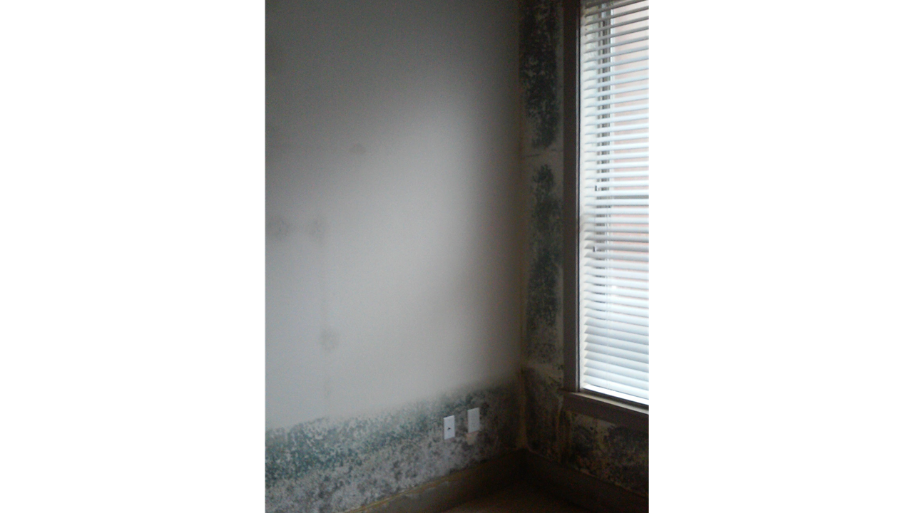 Mold 1