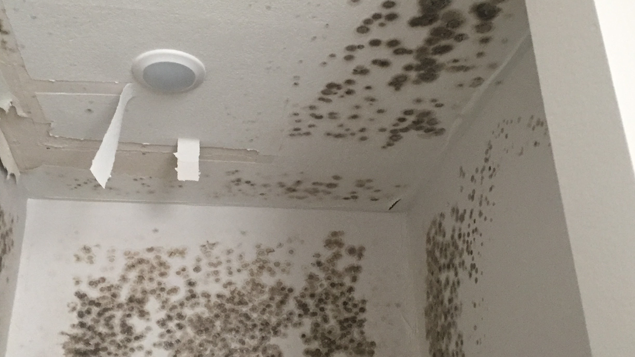 Mold 2