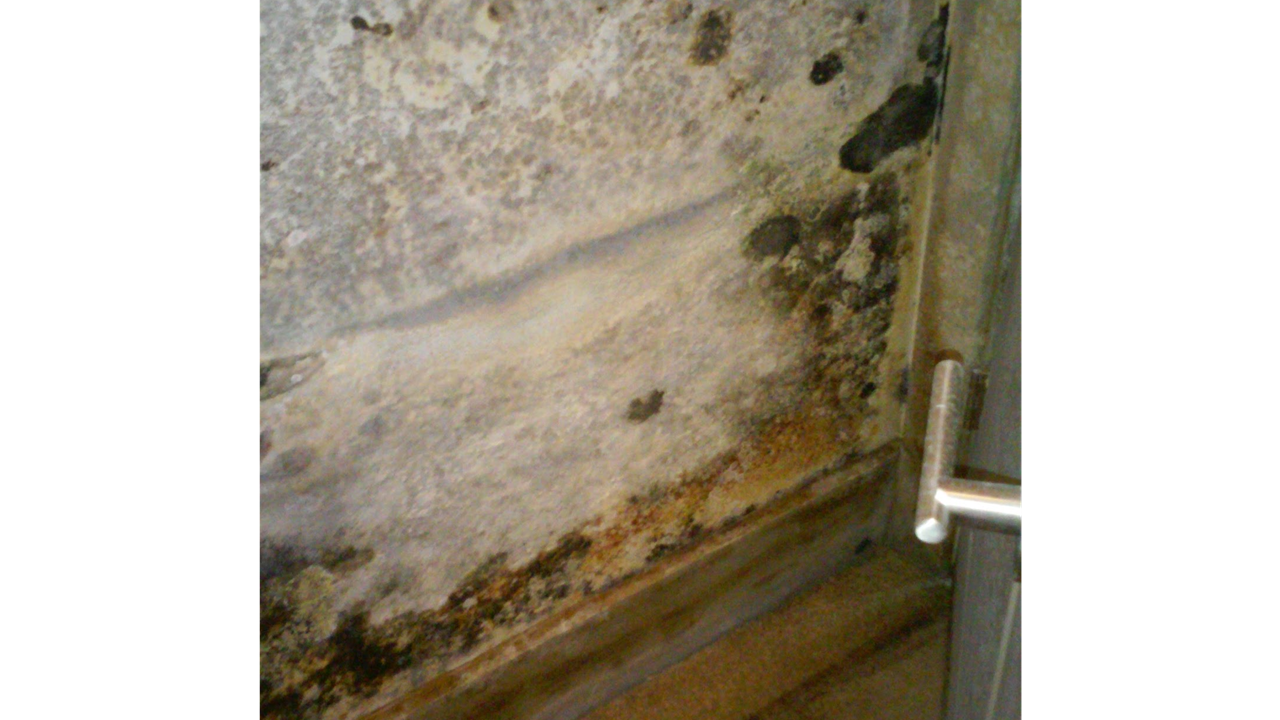 Mold 3