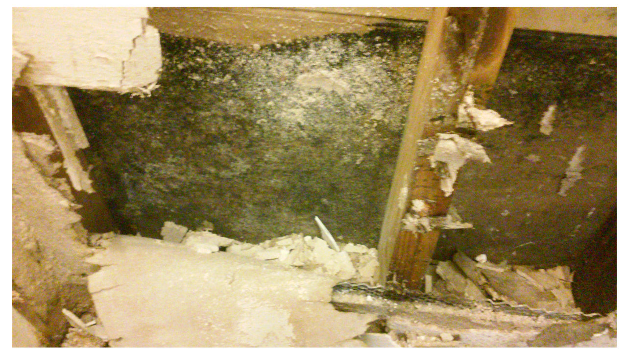 Mold 4