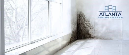 Healthy Communities: Practical Mold & Lead Remediation