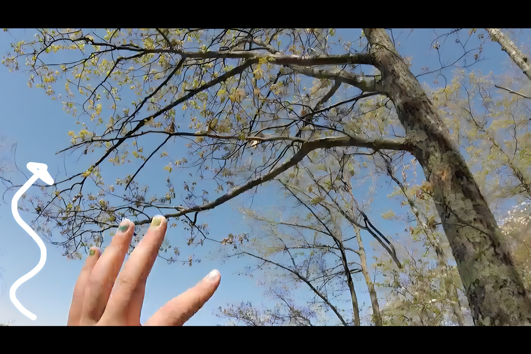 Reading the land: a young Ojibwe language user coordinates her speech, “nashke owe aniibiishan” ("look at those leaves"), with a hand gesture that embodies the wind-blown leaves with her fluttering fingers