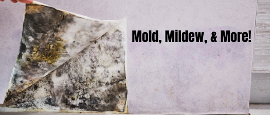 Mold, Mildew, & More! WEBINAR