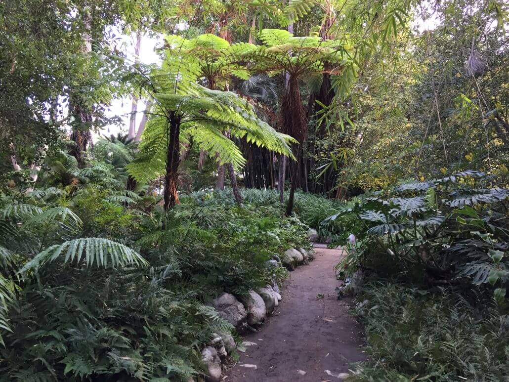 Fern garden at Mathias Garden