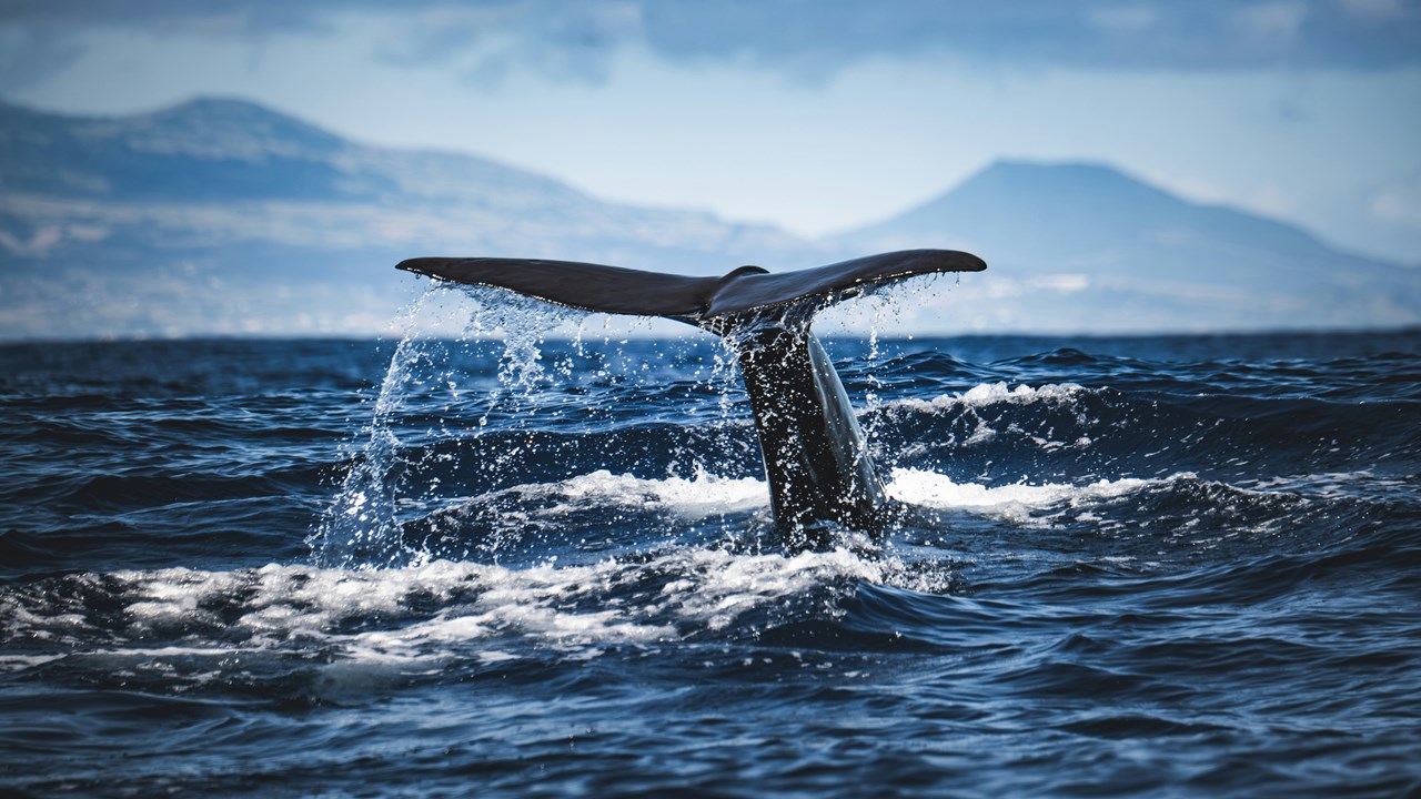 Whale Watching in Dominica 
