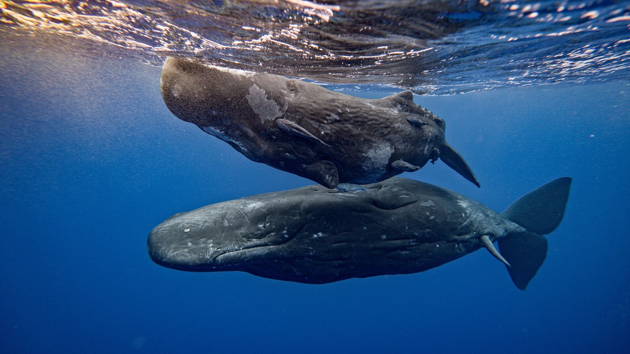 Sperm Whales of Dominica