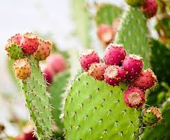 Prickly Pear Sponsorship