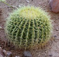 Barrel Cactus Sponsorship