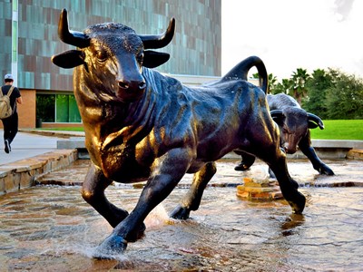 USF bull