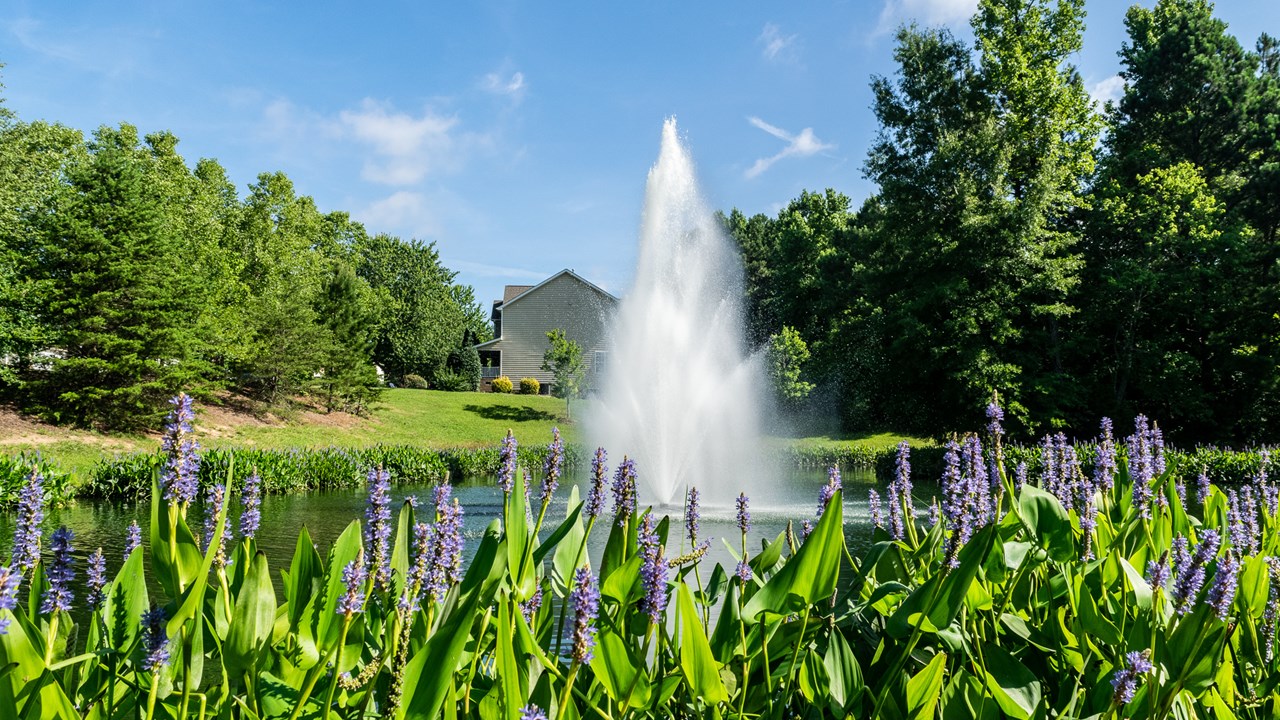 Pond fountain with thriving pickerel weed buffer.
