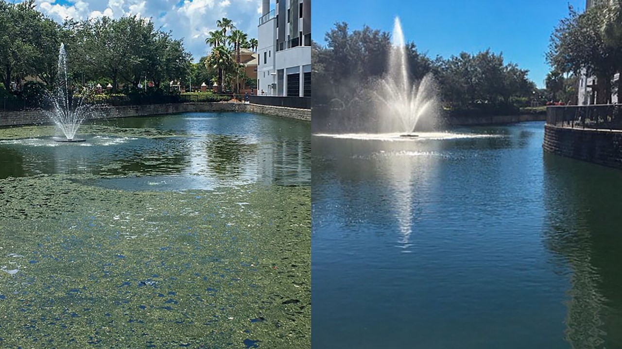 Tampa pond algae treatment
