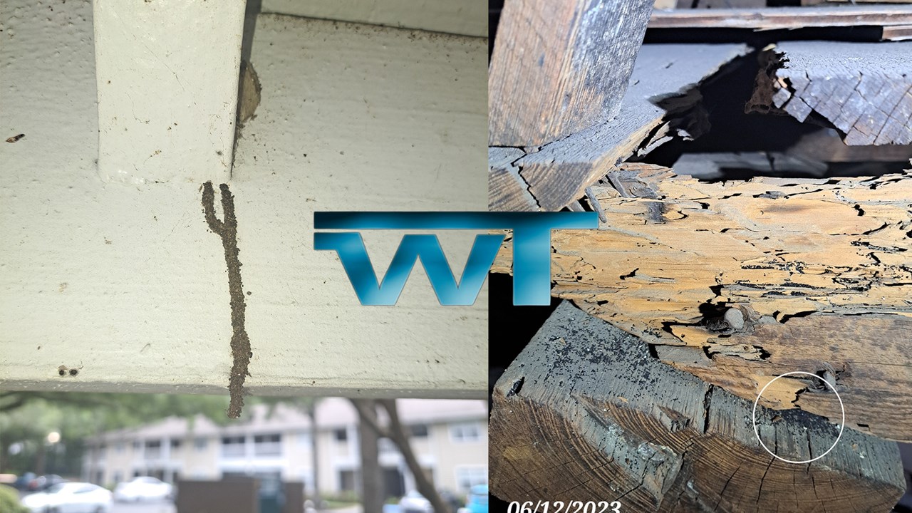 Termite Tube and Termite Damage