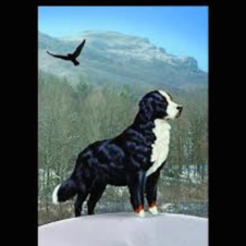 Mountain Dog and Friends