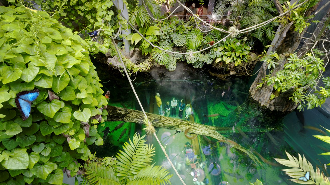 Inside the "Osher Rainforest"