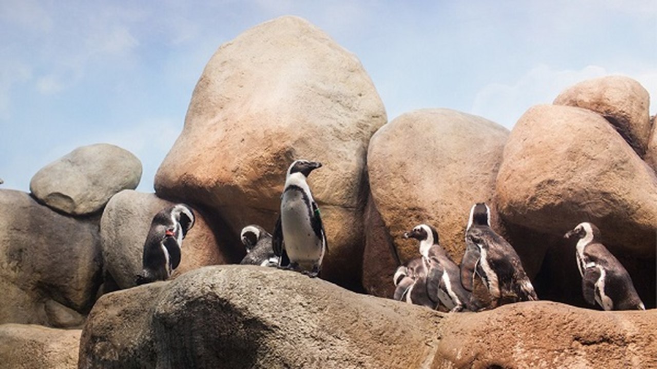 African Penguins