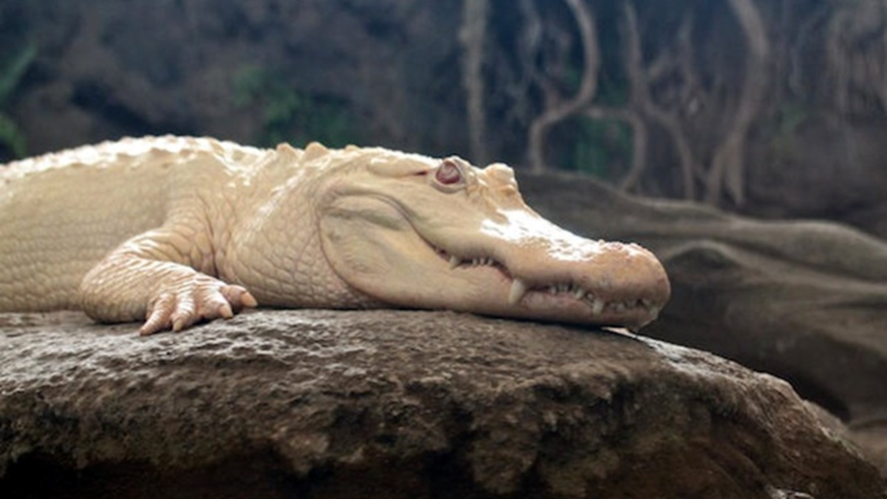 Claude, the startlingly white Alligator mississippiensis