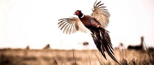 2026 CBA Chairman's Hunt