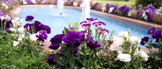 CSSA Summit Companion Outing: Sherman Gardens & Wine Tasting 