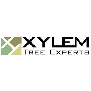 Photo of Xylem Tree Experts