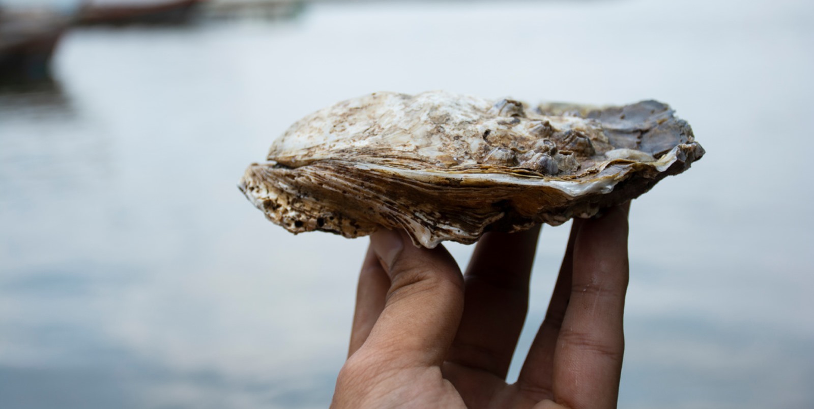 oyster shell