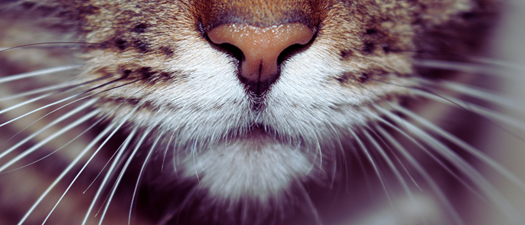 Managing Stray Cats: Best Practices 