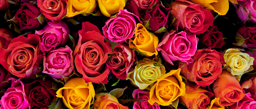 Giving Prospects The Final Rose