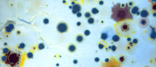 Mold Remediation & Legalities 