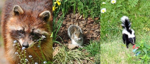 Wildlife Workshop