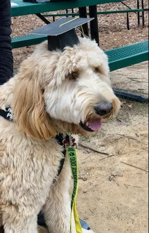 Castiel aka Cas Graduates from Service Dog School