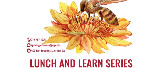 Lunch and Learn Series