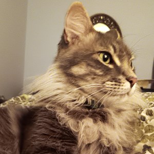 Willie Nelson Almquist