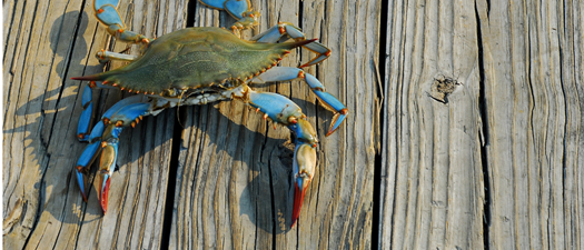 IREM MD Annual Meeting & Crab Feast