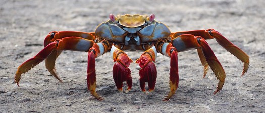 IREM MD Annual Meeting & Crab Feast