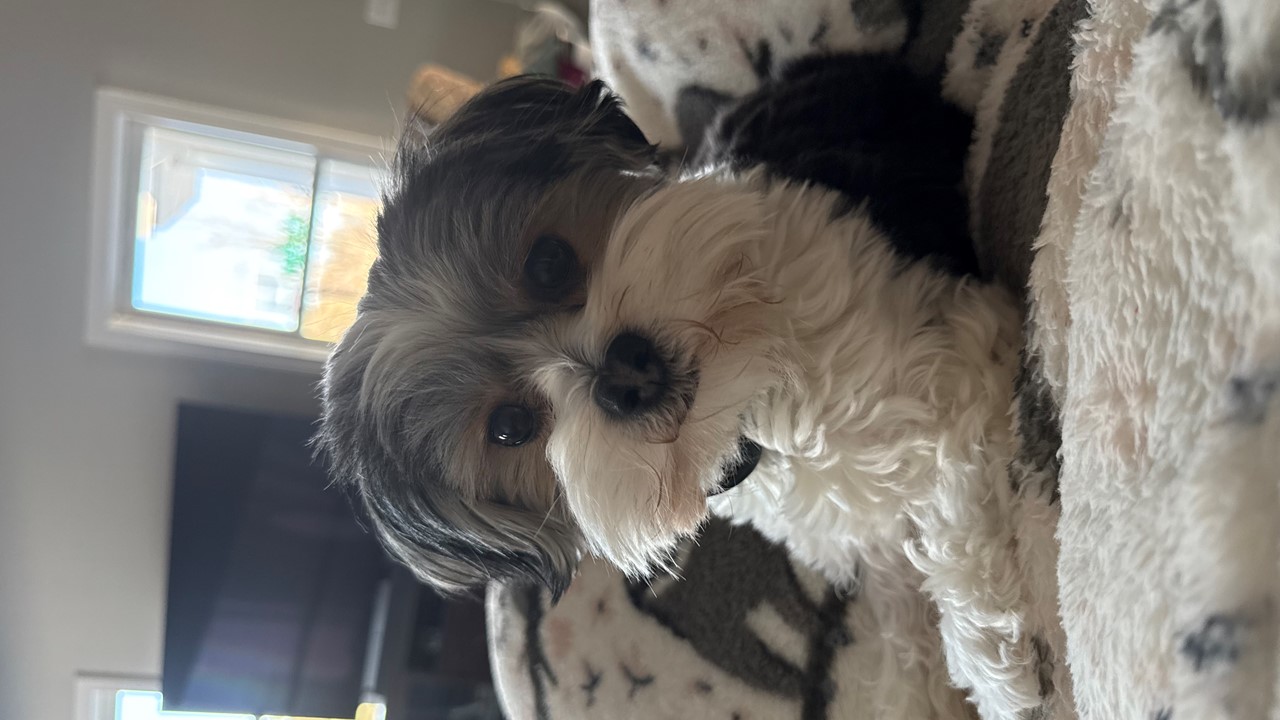 Archie