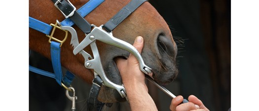 Equine Dentistry Wet Lab