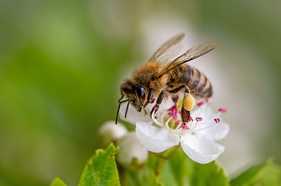 honey bee