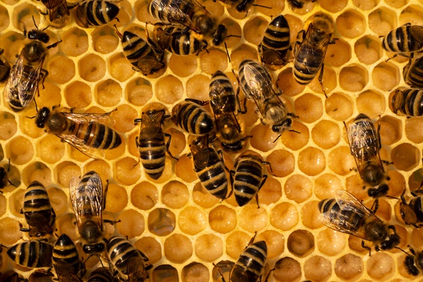 honey bee larva