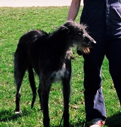 Irish Wolfhound