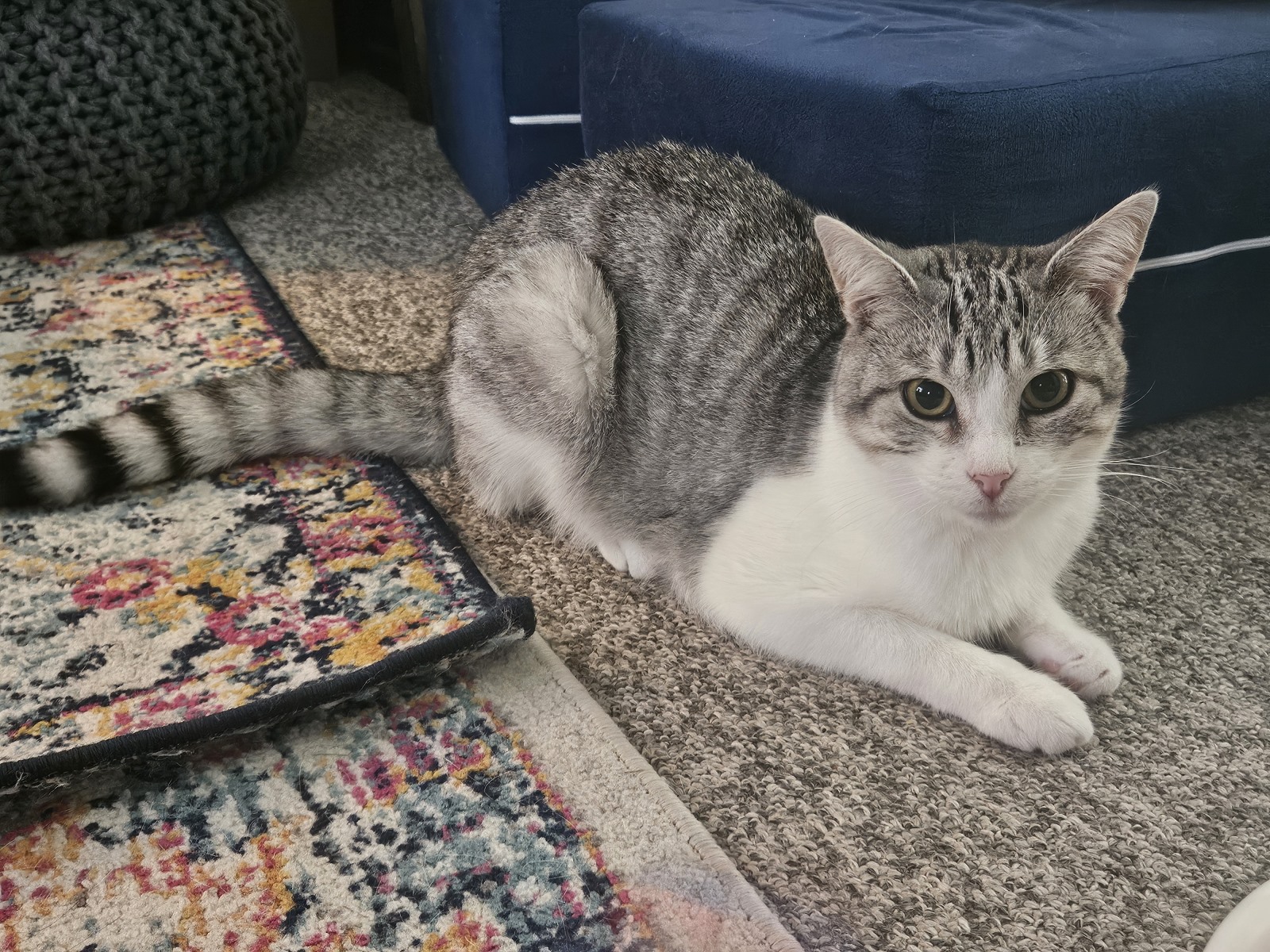 pic of cat Auto Henrys