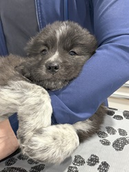 Karakchan puppy
