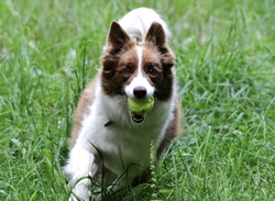 Coach Board Collie Gail Hoholik