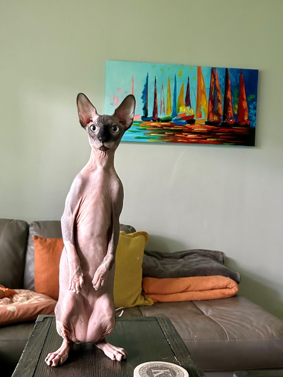 Gregg Sphynx cat