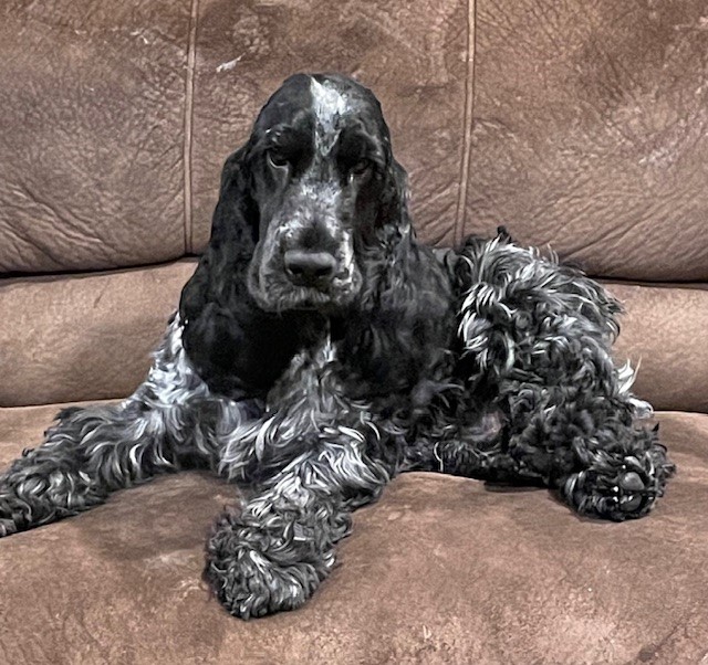 Jake English Cocker Spaniel