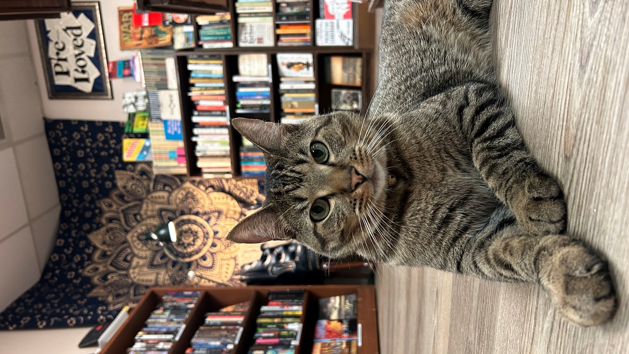 Hunter: The Bookstore Cat