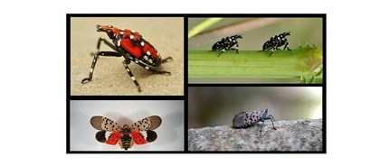 Spotted Lanternfly Webinar