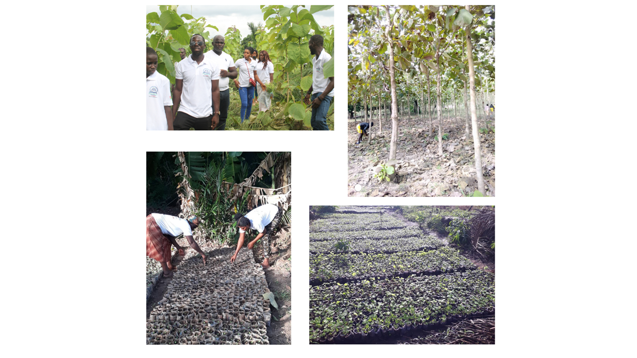 Plant tree for schools