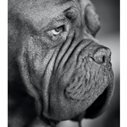 Family Violence and Animal Cruelty - Considerations for District Attorneys (On-Demand)