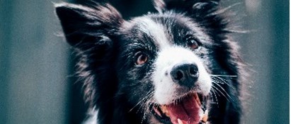 Wellbeing Webinar: Unlocking the Power of Therapy Dogs