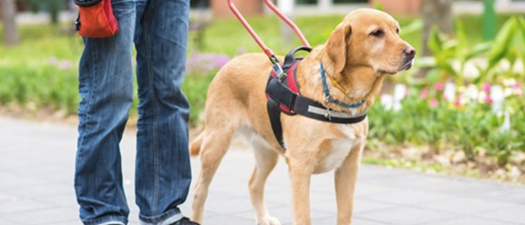All About Assistance Animals 