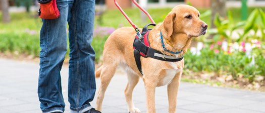 All About Assistance Animals 